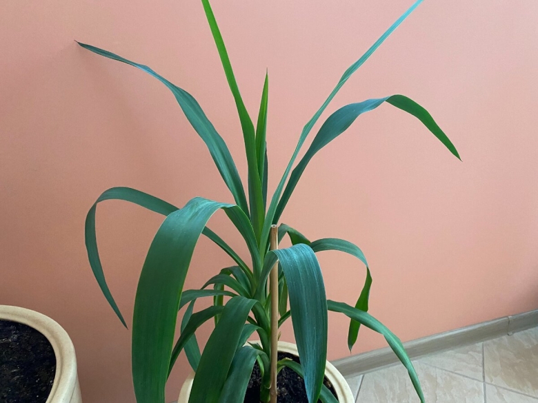 Растение похожее на юкку