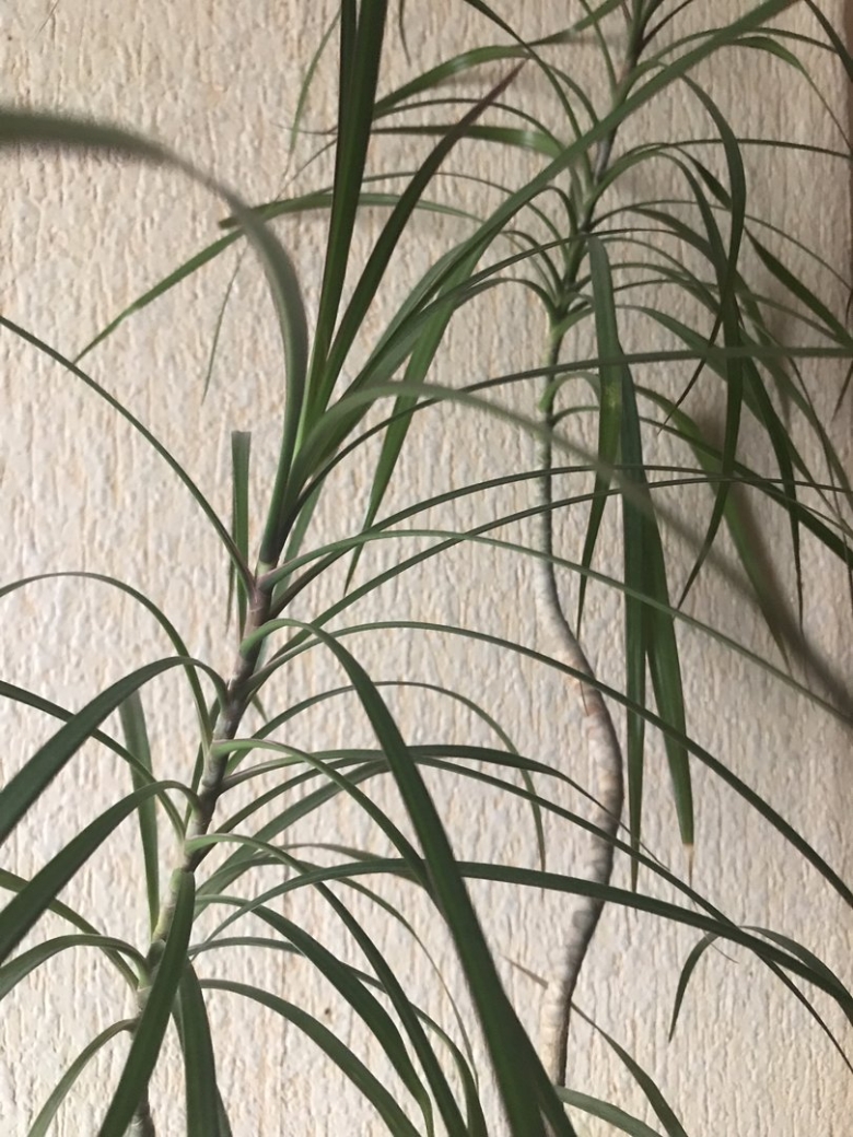 Ропалостилис Пальма комнатная