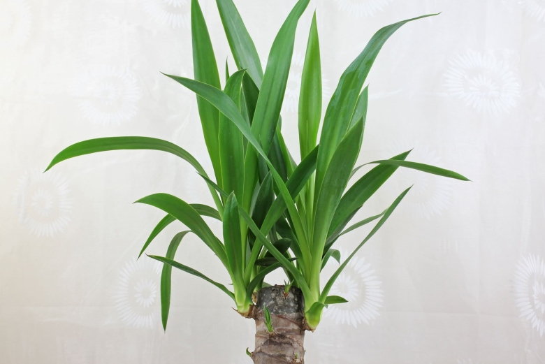 Юкка цветок