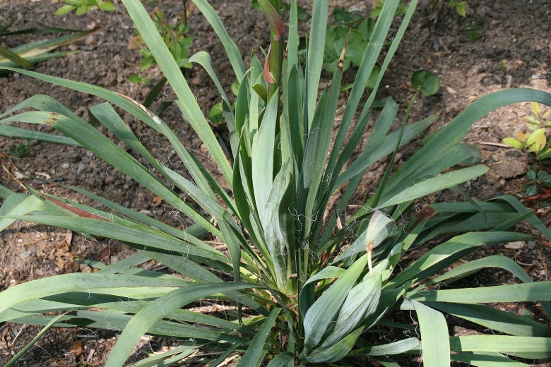 Юкка Садовая филаментоза