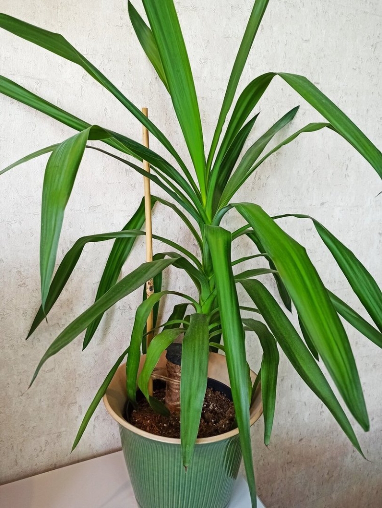 Драцена Пальма ананас