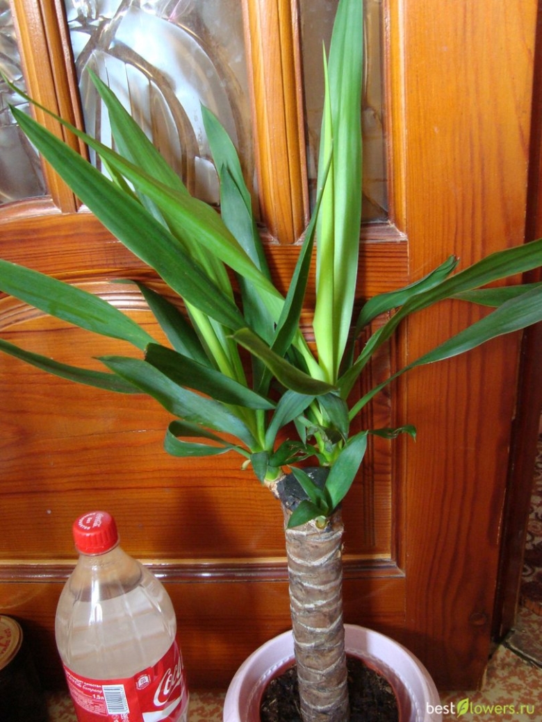 Цветок похожий на юкку