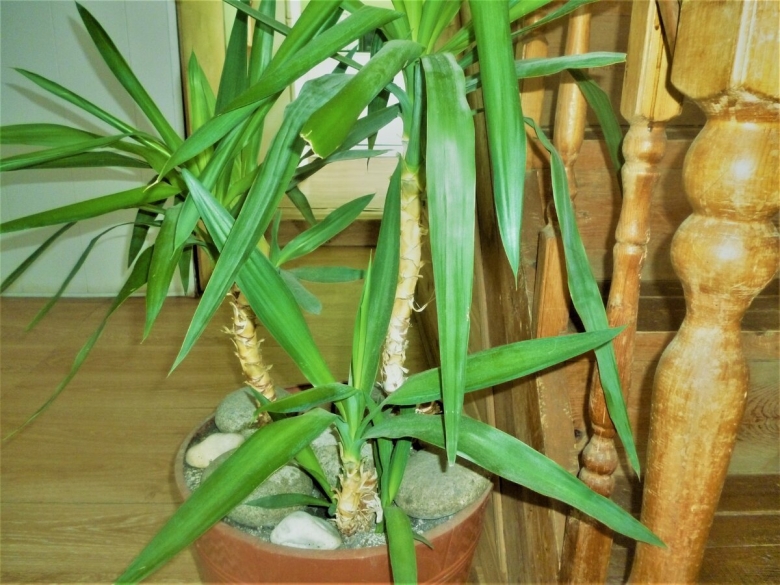 Пальма юкка