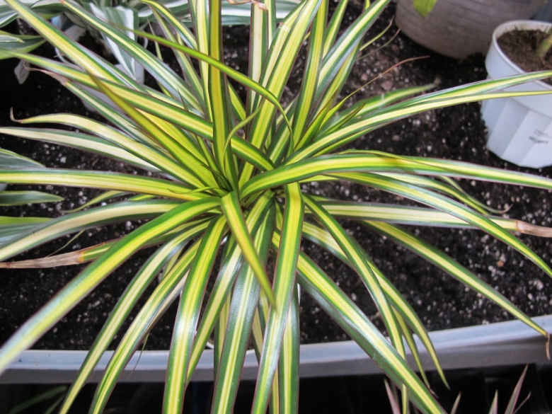 Драцена Маргината Санрей