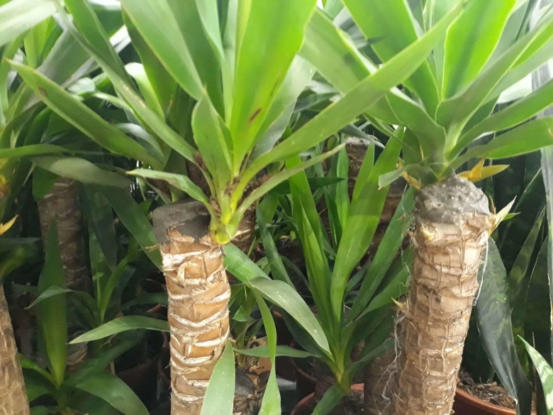 Цветонос Юкки