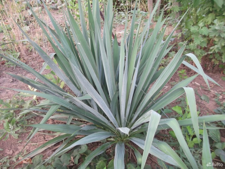 Бешорнерия прицветниковая