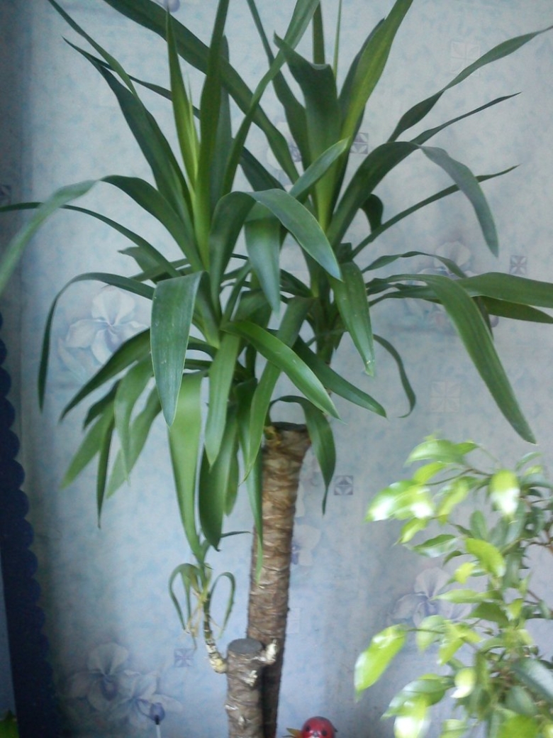 Юкка Драцена Пальма