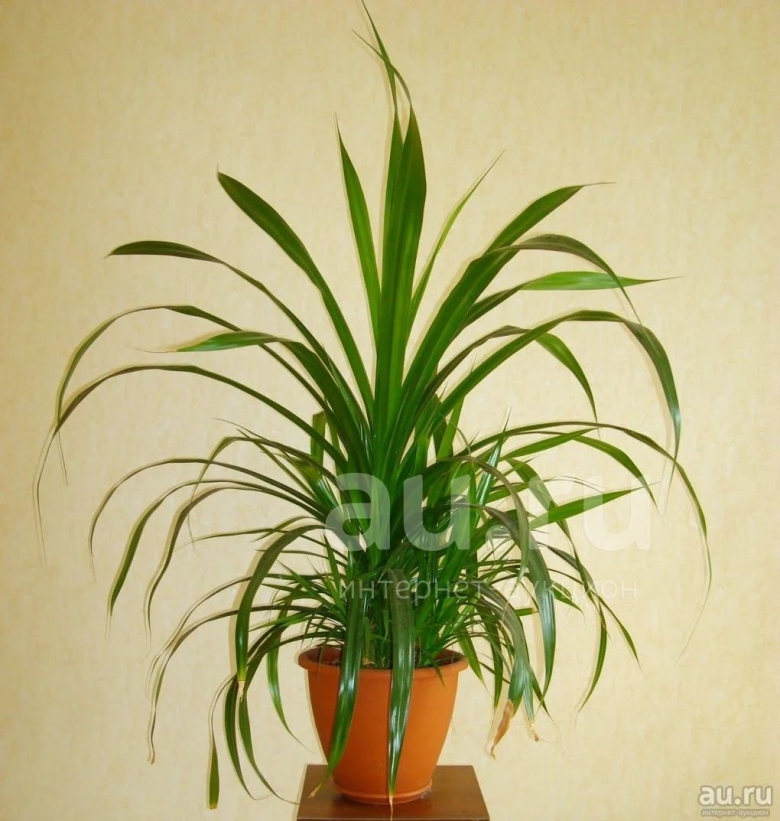 Панданус винтовая Пальма