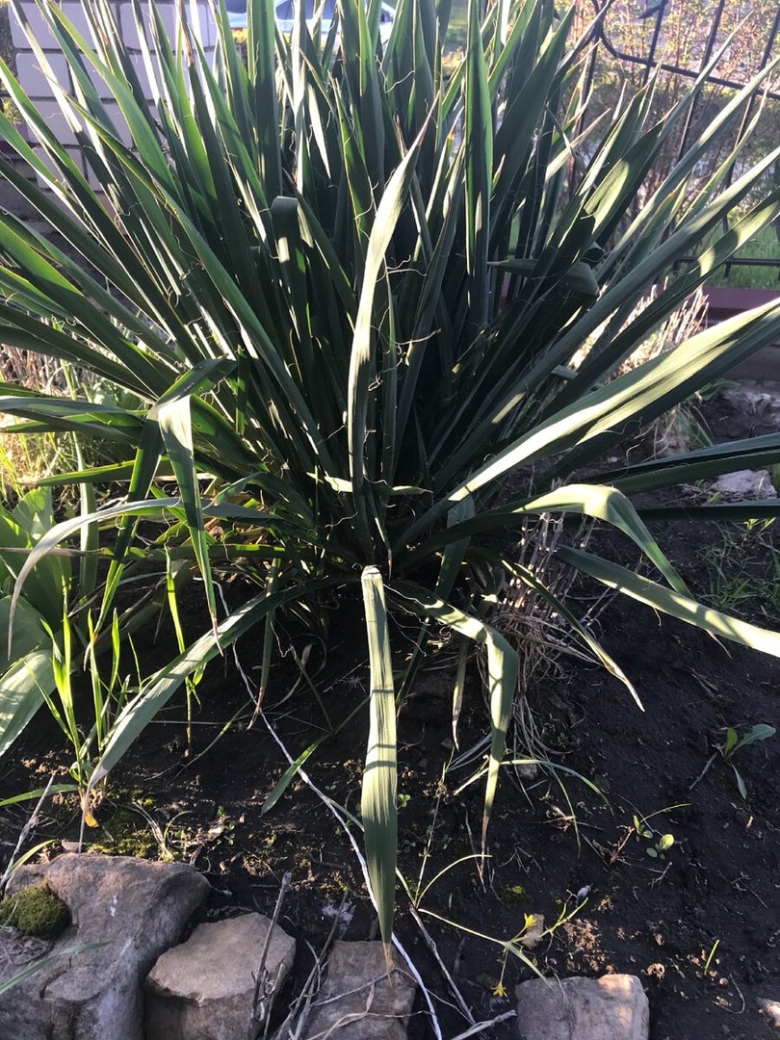 Юкка садовая