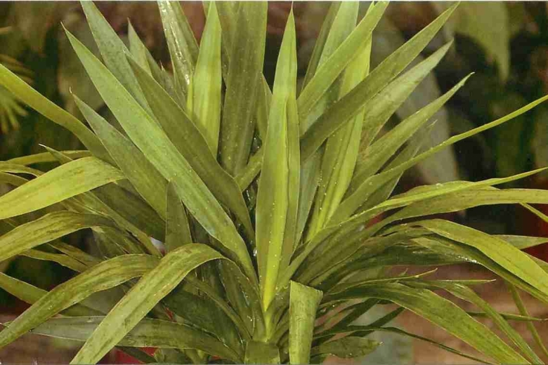 Оплисменус вариегатный