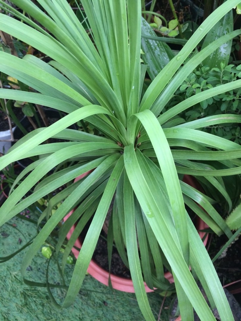 Панданус винтовая пальма