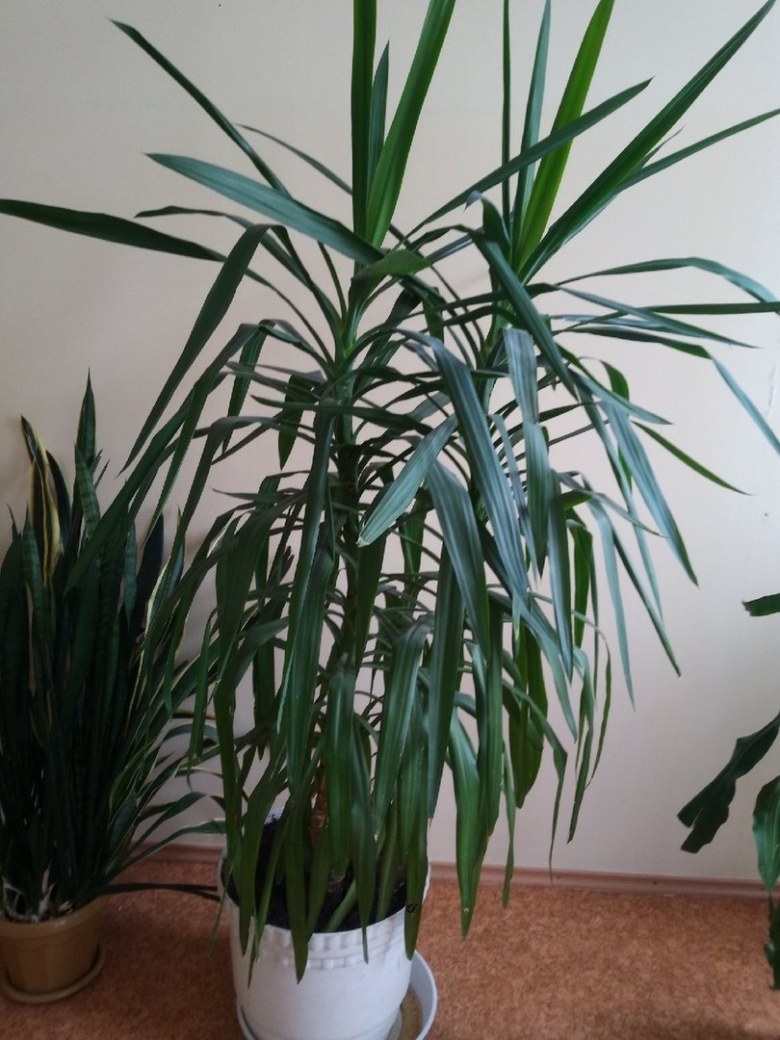 Цветок похожий на юкку но не Юкка