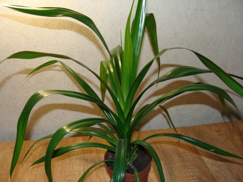 Драцена Пальма панданус