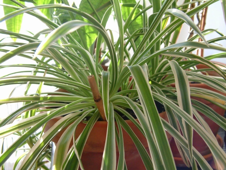 Хлорофитум с колючими листьями