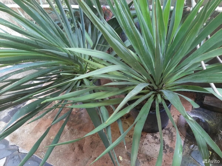 Юкка Крымская цветок