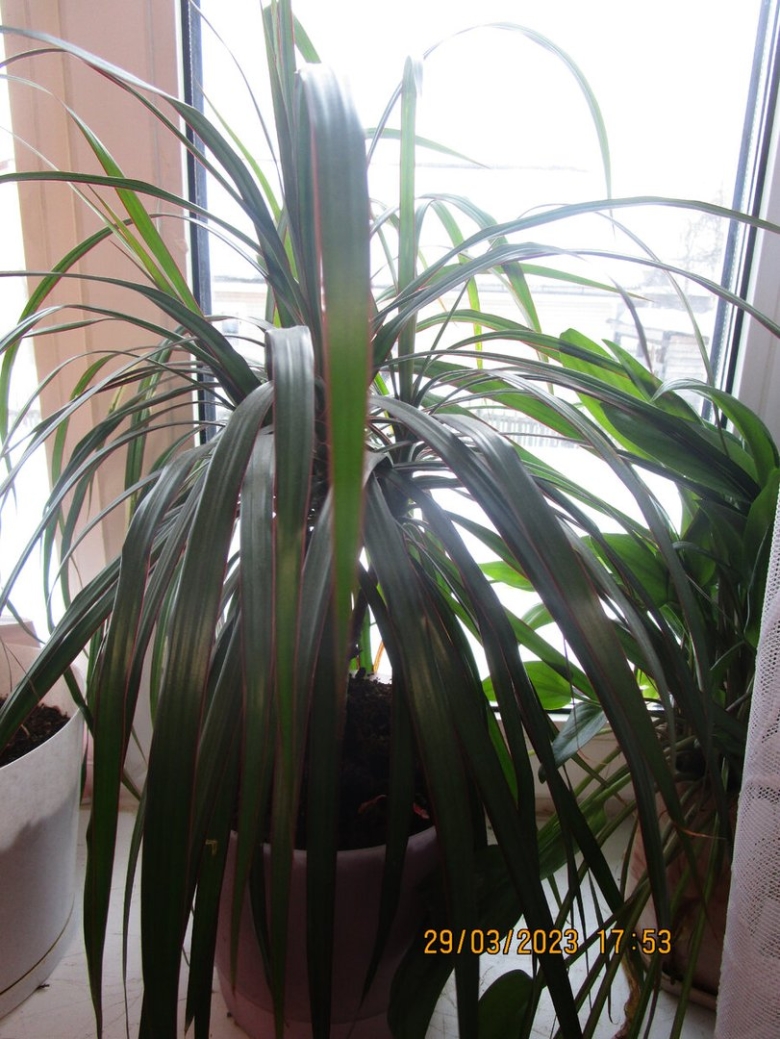 Yucca как ухаживать