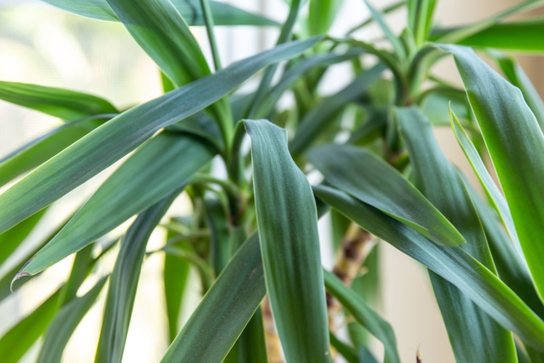 Юкка Драцена панданус
