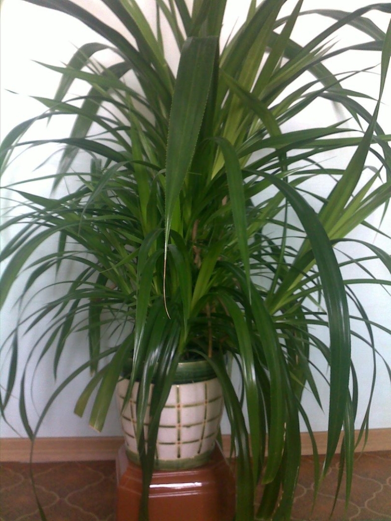 Хлорофитум панданус