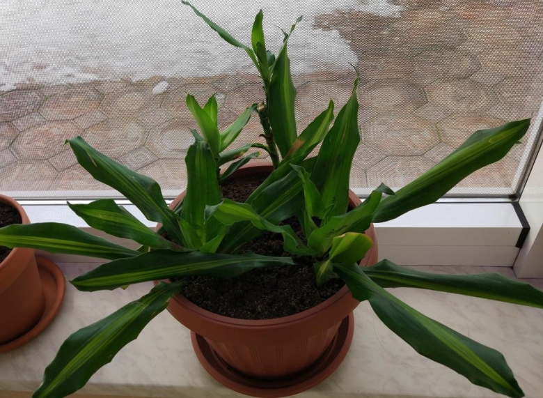 Комнатное растение зеленое на стволе названия