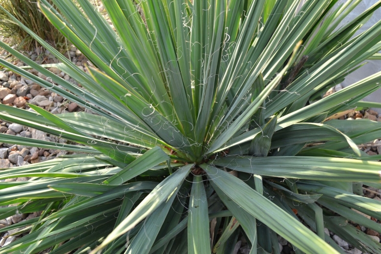 Yucca filamentosa