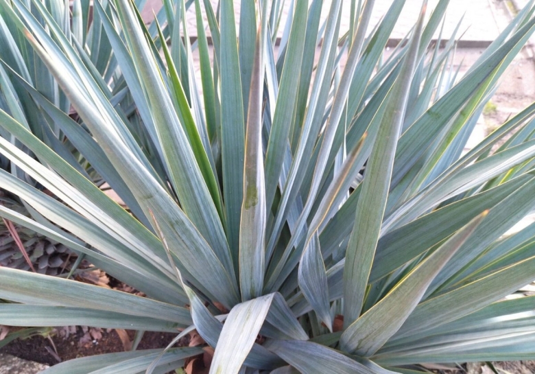 Юка цветок комнатный