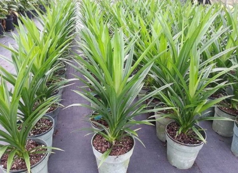 Панданус Вариегата