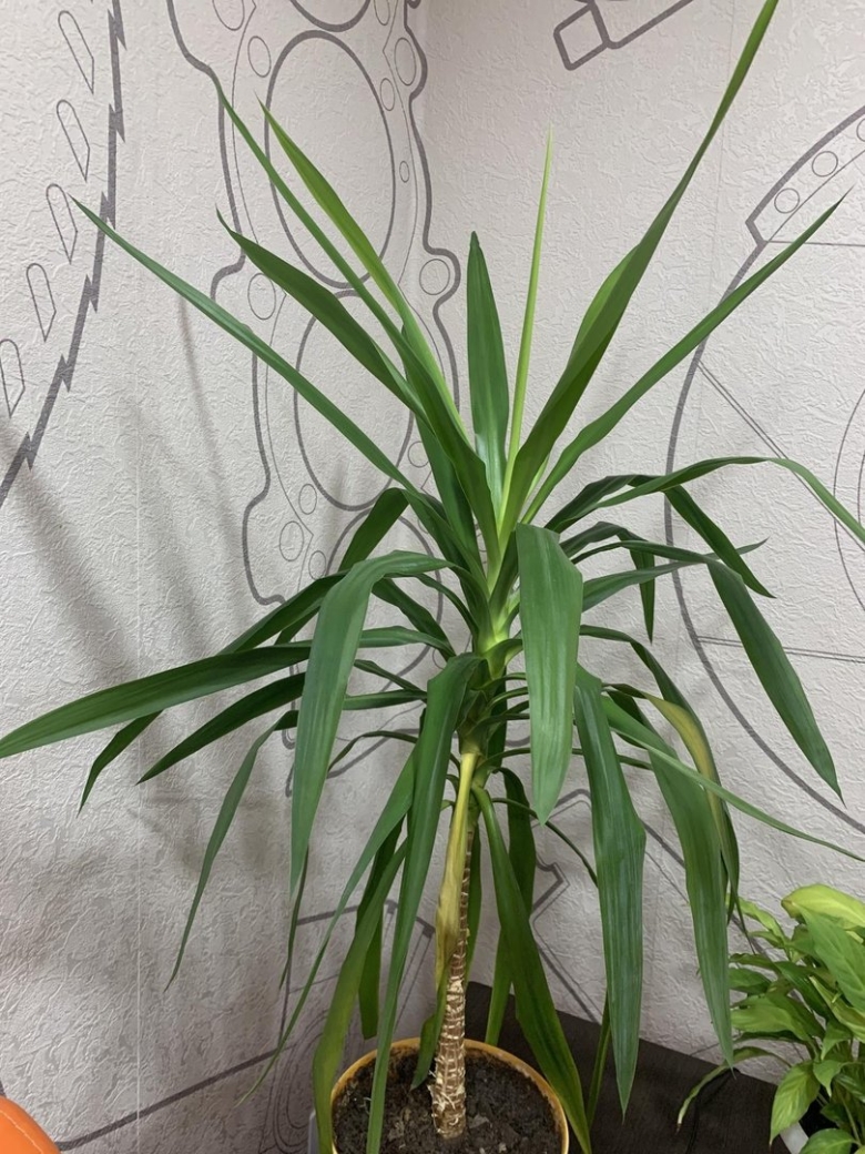 Юка цветок комнатный фото