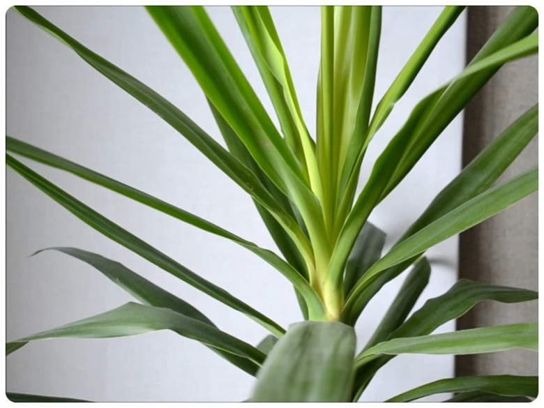 Юкка драцена панданус