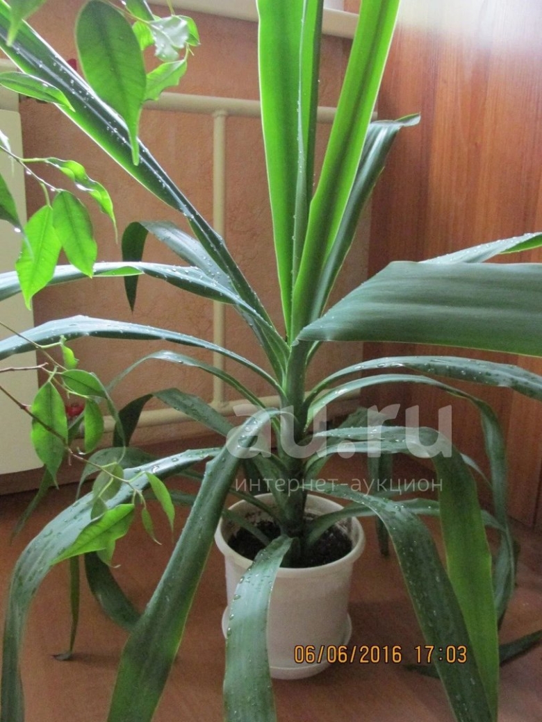 Драцена ложная Пальма