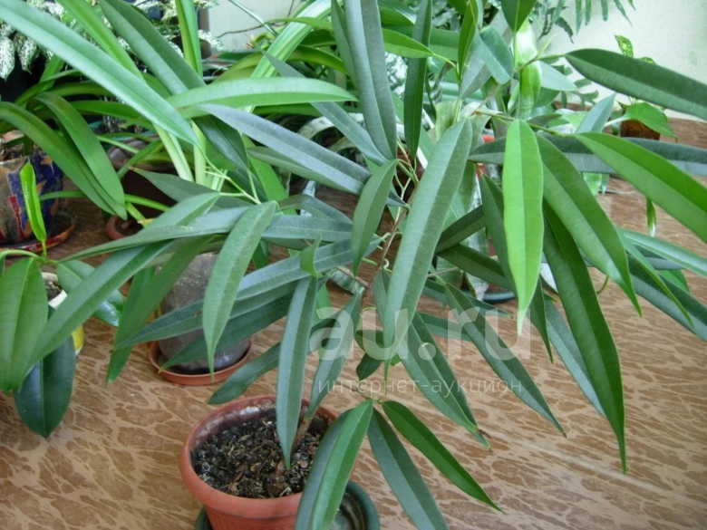 Фикус биннендийка иволистный