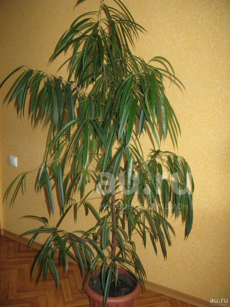 Фикус биннендийка Али