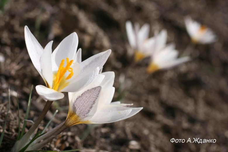 Подснежник Тянь Шаня