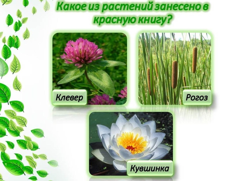 Викторина полна загадок Чудесница природа для детей