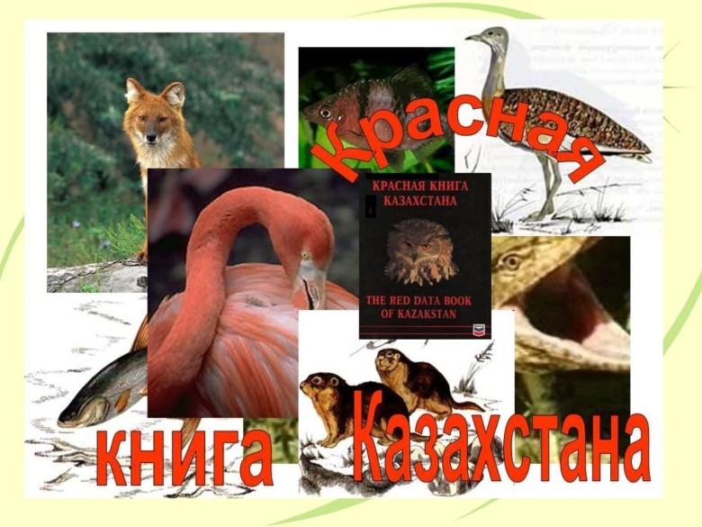 Красная книга Казахстана книга