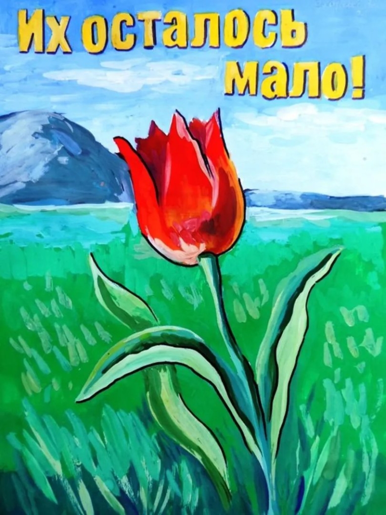 Рисунки из красной книги