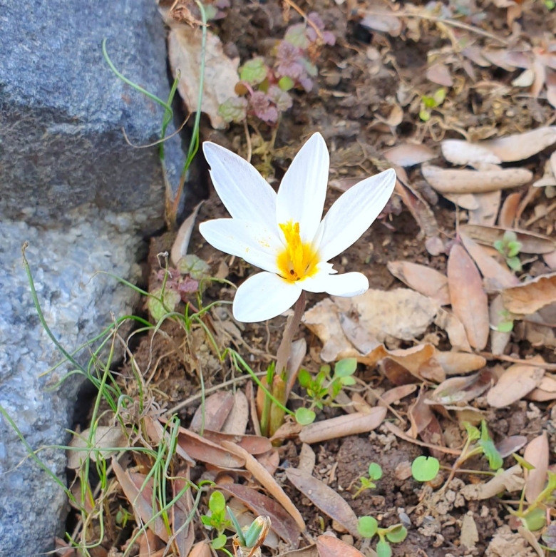 Крокус алатавский