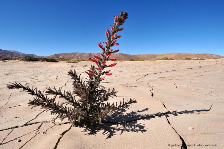 Чили пустыня атакама