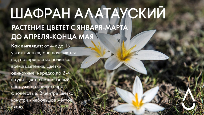 Шафран Алатауский