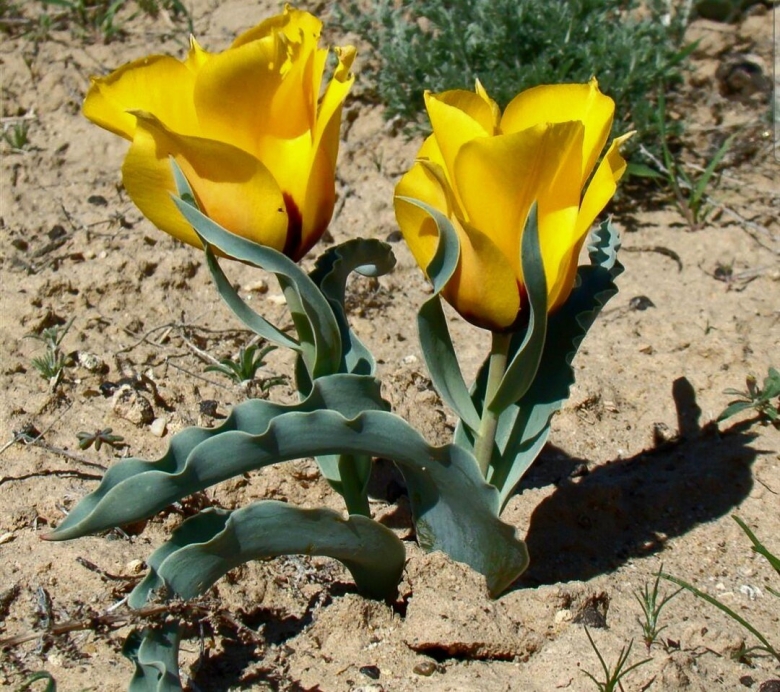 Степной тюльпан Грейга