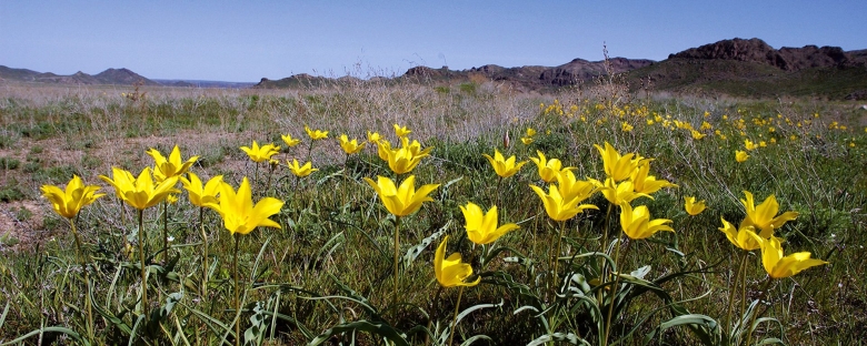 Горные тюльпаны Тянь Шаня