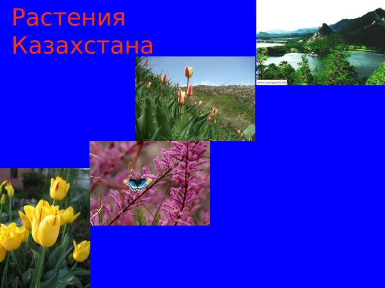Растительный и животный мир Казахстана