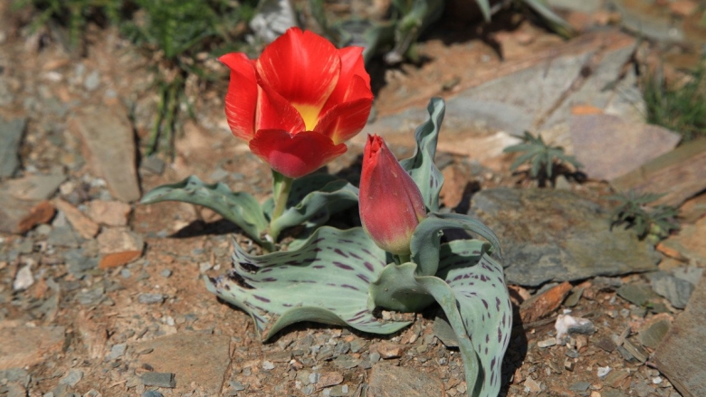 Тюльпан Грейга Калипсо