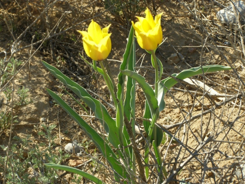 Тюльпаны степь Байконур