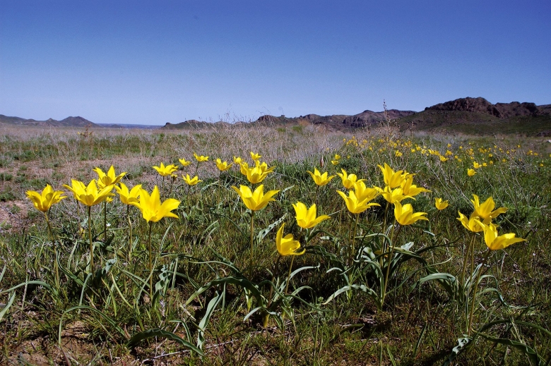 Горные тюльпаны Тянь Шаня