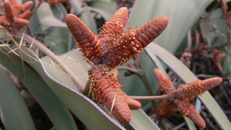 Вельвичия мирабилис Welwitschia Mirabilis