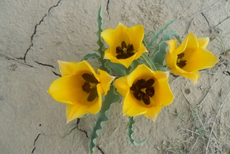 Заповедник БАРСАКЕЛЬМЕС