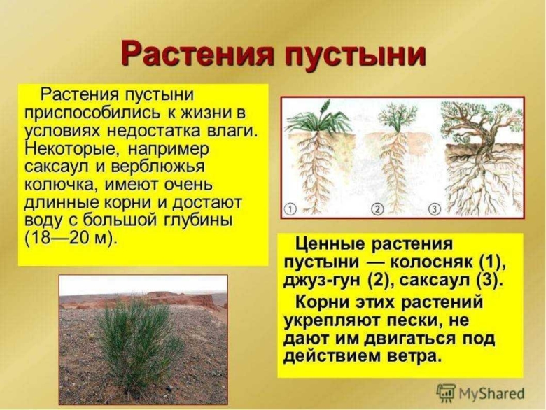 Растения пустыни верблюжья колючка