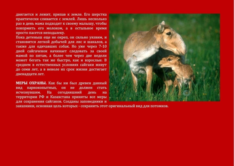 Красная книга Оренбуржья животные и растения