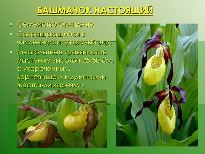 Редкие растения Тульской области занесенные в красную