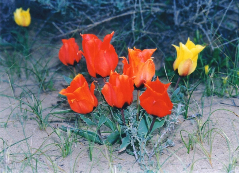 Байконур степные тюльпаны